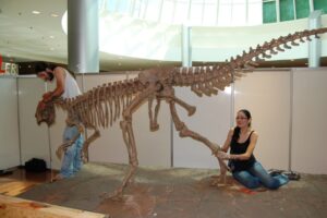 Montagem da exposição ‘Dinossauros da Patagônia’, Ribeirão Preto (2011)